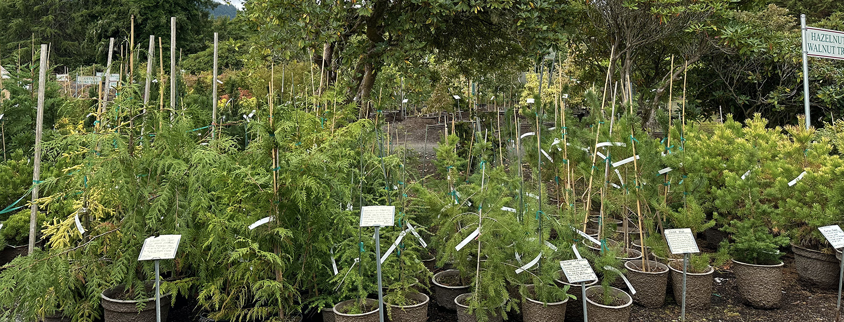 evergreens at nursery