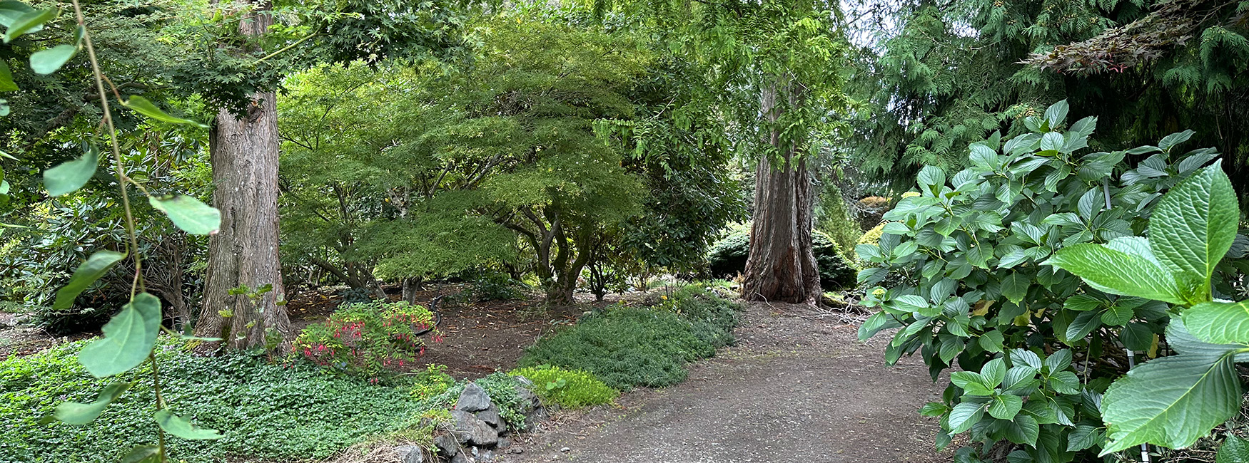 Trail at Washington Rhododendron Farm