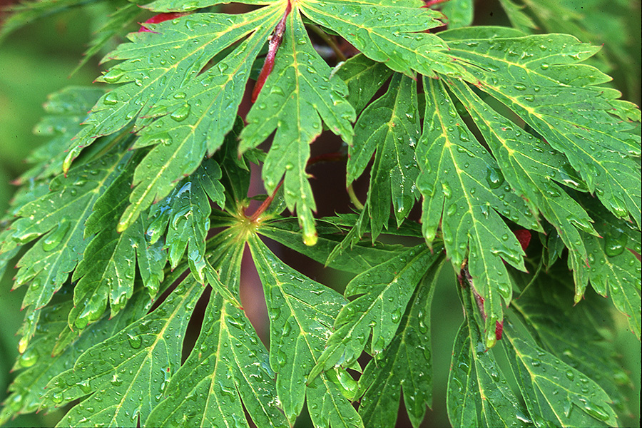 Maple varieties at Whitney Gardens & Nursery