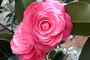 April Kiss Camellia