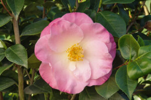 April Remembered Camellia