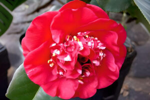 April Tryst Camellia