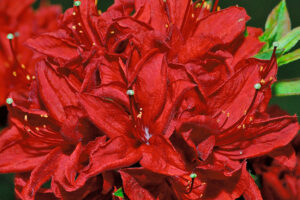 arneson's ruby azalea