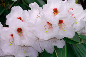 Avalanche Rhododendron