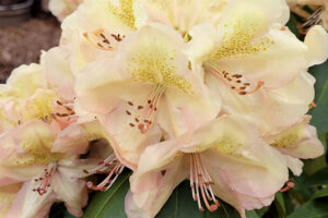 Bakiliaka Evergreen Rhododendron