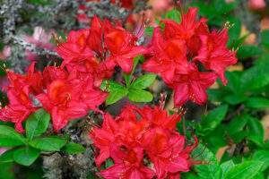 Beaulieu Azalea