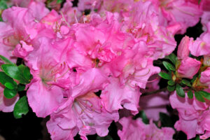 Betty Ann Voss Azalea