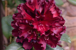 Black Widow Rhododendron