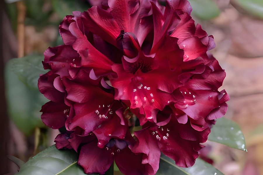 Black Widow Rhododendron