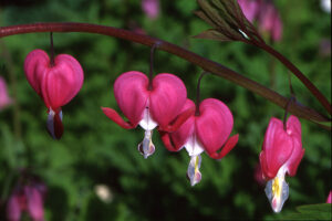 Bleeding Heart