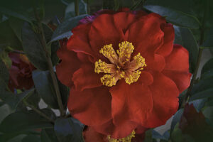 Bob Hope Camellia