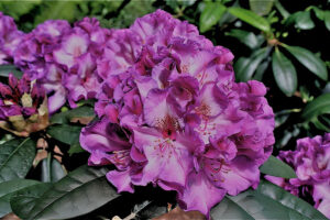 Burgundy Mist Rhododendron