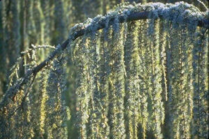 Weeping Blue Atlas Cedar