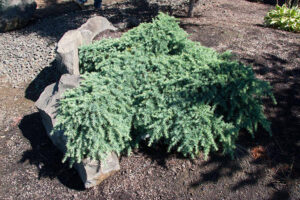 C. Deodara Prostrate Beauty Cedar