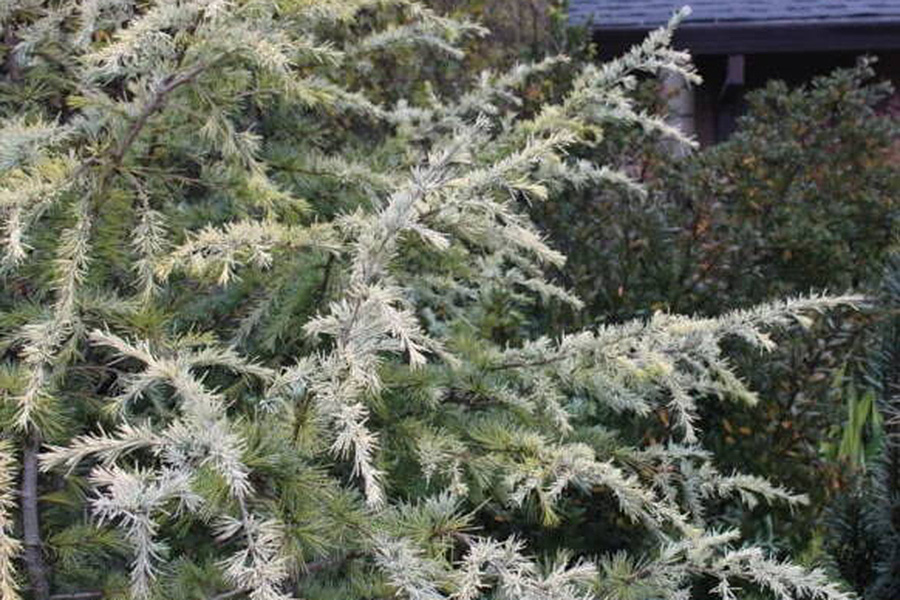 Snow Sprite Cedar