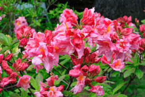 Cascade Pink Azalea