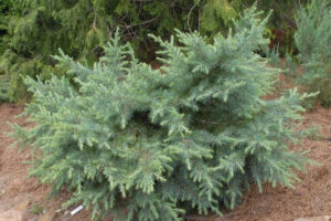 Cedrus Deodara Blue Ball