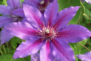 Clematis