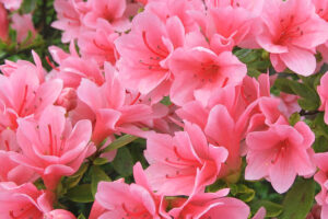 Coral Bells Azalea