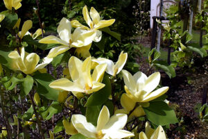 Daphne Magnolia