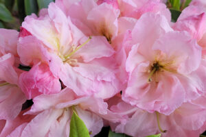 Dexters Peppermint Rhododendron