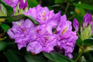 Fastuosum Flore Pleno Rhododendron