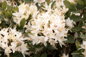 Fragrant Star Azalea