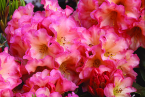 George's Delight Rhododendron