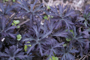 Pratense Black Beauty Geranium