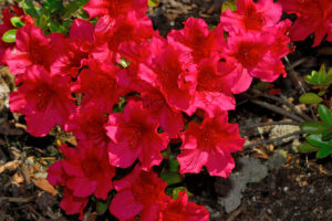 Girard's Crimson Azalea