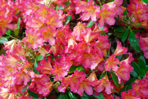 Golden Gate Rhododendron