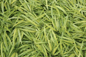 Hakonechloa Fubuki Grass