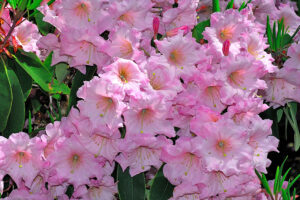 Heavenly Scent Rhododendron