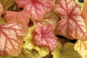 Champagne Heuchera