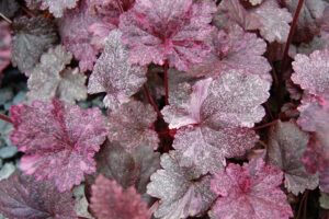 Midhight Rose Heuchera