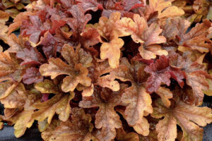 Buttered Rum Heucherella