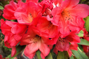 Hillside Orange Rhododendron