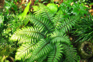 Holly Fern (Cyrtomium falcatum)