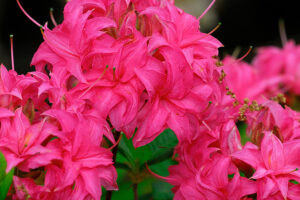 Homebush azalea