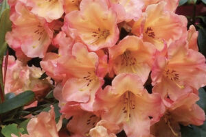 Honey Butter Rhododendron