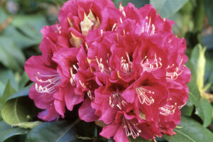 Independence Rhododendron