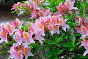 Irene Koster deciduous Azalea