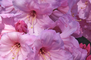 Loderi Sir Joseph Hooker rhododendron