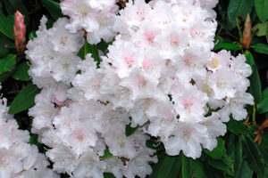 Loder's White Rhododendron