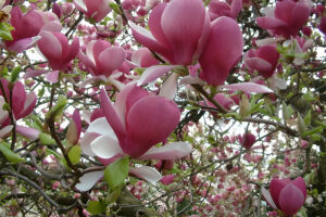 M. Rustic Rubra Magnolia