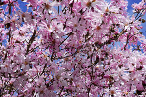 M. Stellata Centennial Magnolia