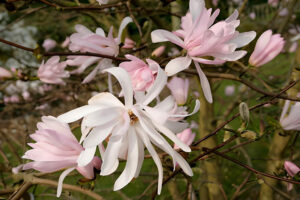 M Stellata Jane Platt Magnolia