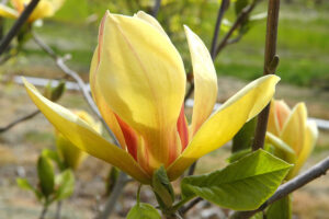 M. Sunsation Magnolia