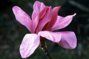 M Vulcan Magnolia