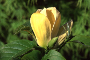 M. Yellow Bird Magnolia